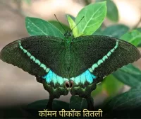 कॉमन पीकॉक