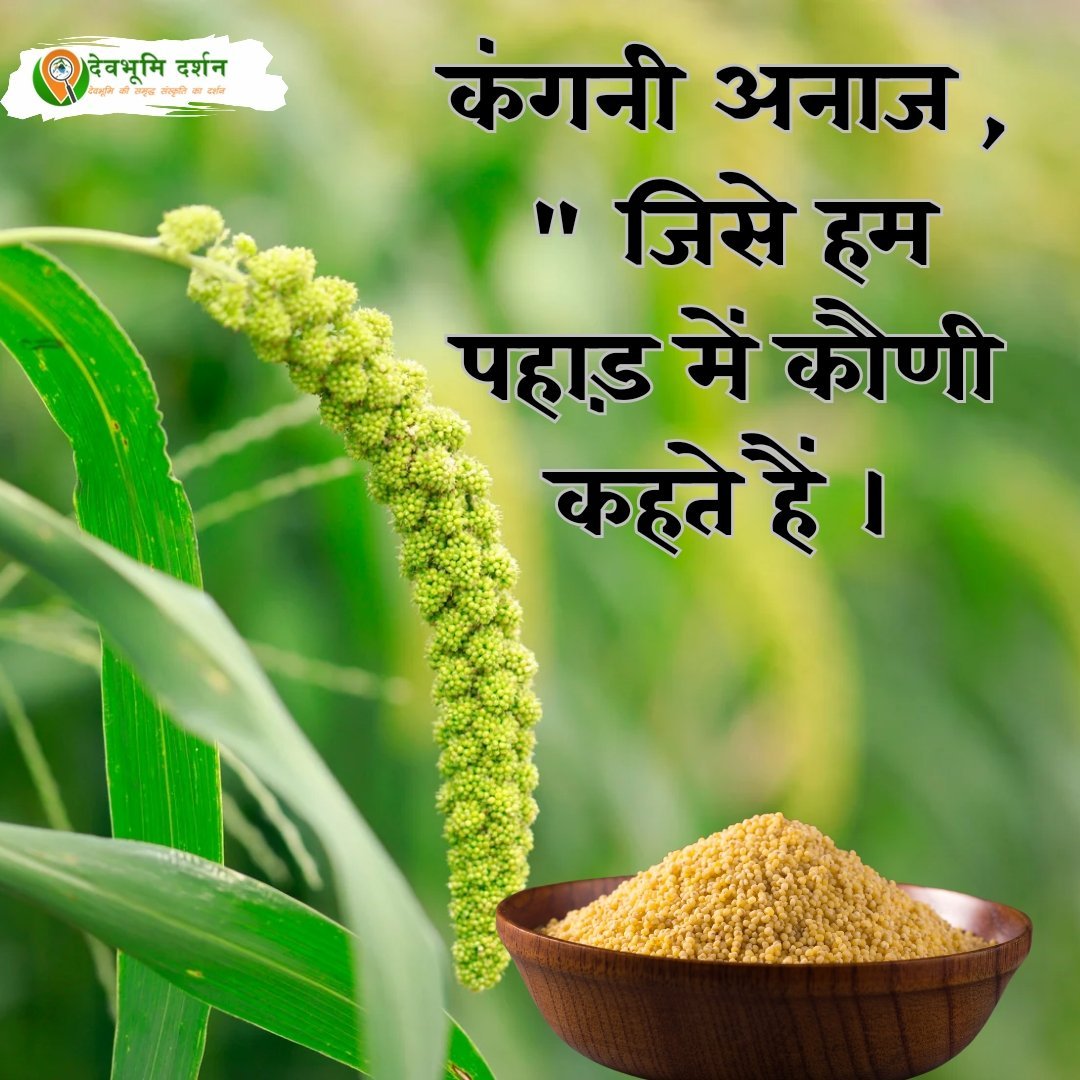 कंगनी अनाज जिसे हम उत्तराखंड में कौणी के नाम से जानते हैं | benefits of foxtail millet in Hindi