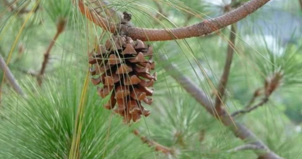 पहाड़ी लोककथा – जब चीड़ के पेड़ को मिला फिटकार ( श्राप ) पहाड़ी लोककथा