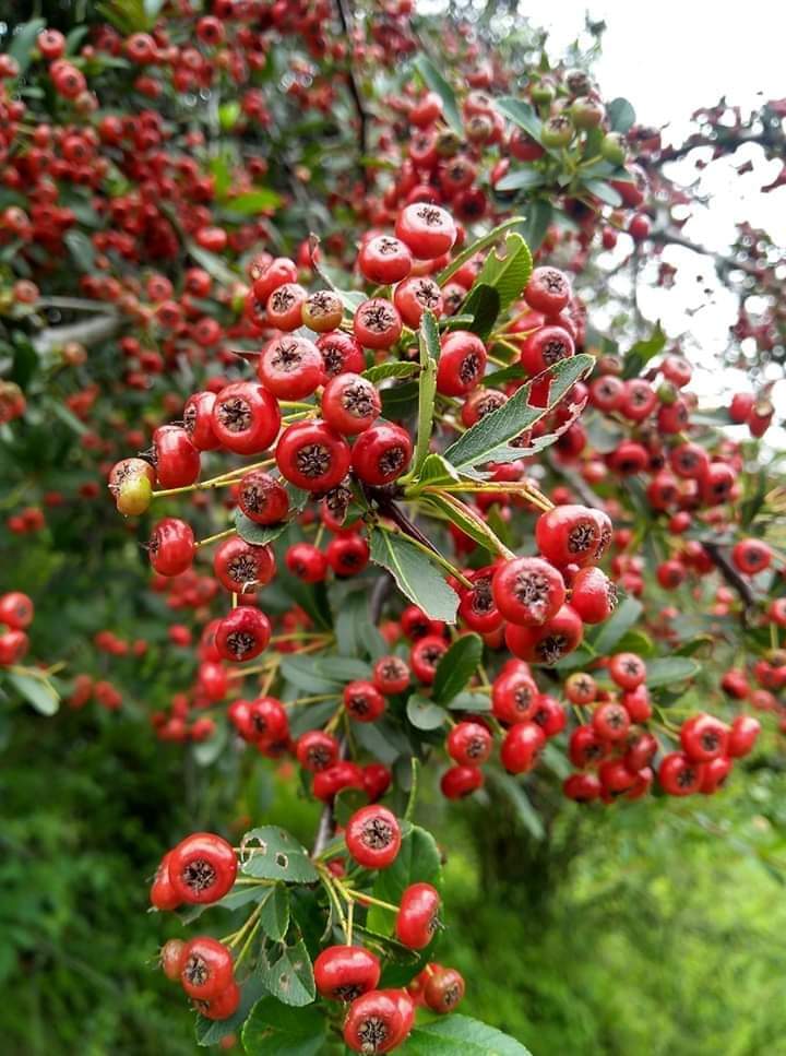 घिंगारू या घिंघरू पहाड़ी फल | Ghingaru | Ghingharu | Himalayan Redberry | firerthorn apple