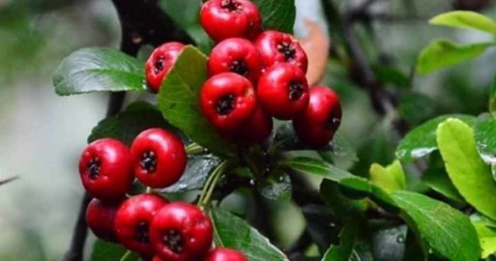 घिंगारु