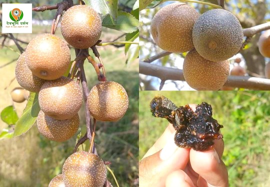 मेहल या मेलू पहाड़ में उगने वाला एक खास जंगली फल