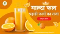 आखिर क्यों कहते हैं माल्टा फल को पहाड़ी फलों का राजा ? जानिए इसके 10 फायदे।