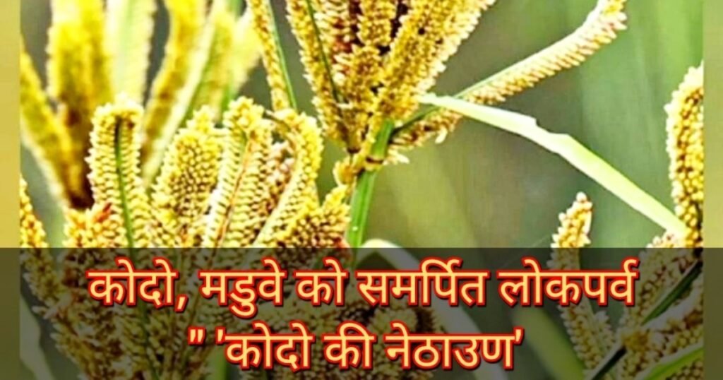 कोदो की नेठाउण - उत्तराखंड के जौनसार में मनाया जाता है लोकपर्व