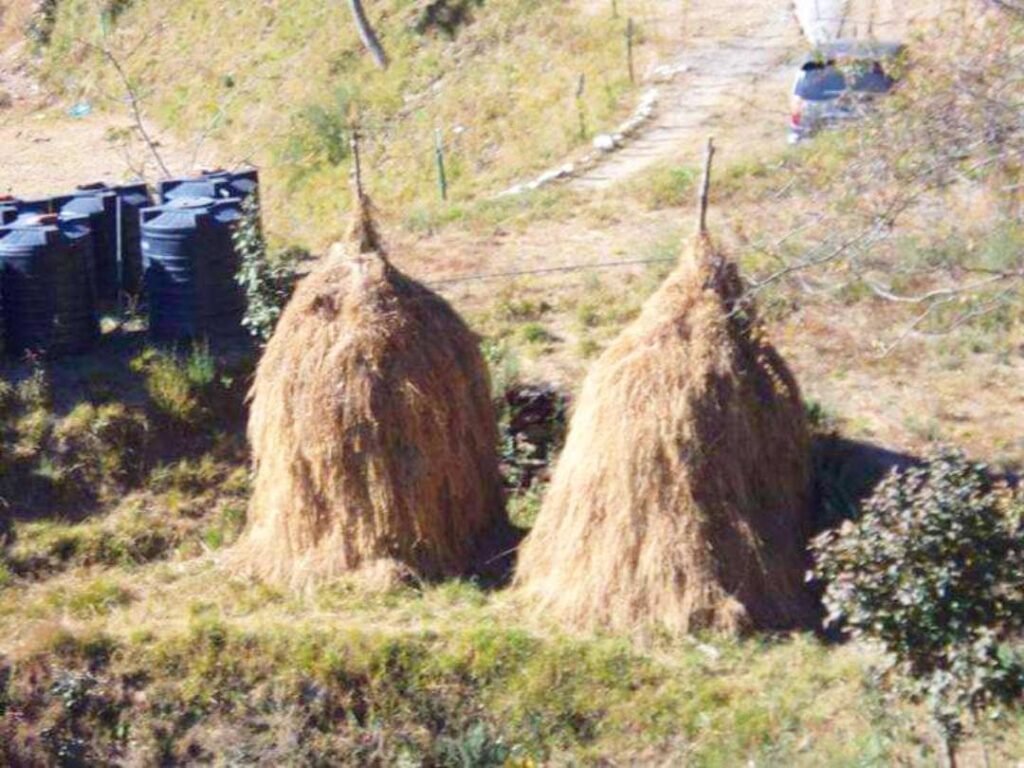 क्या हैं घास के लुटे - आसमान के नीचे घास को स्टोर करने की पहाड़ियों की विशेष तकनीक !