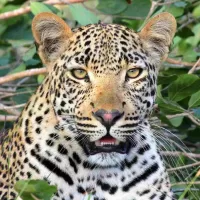 उत्तराखंड में गुलदार