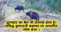 कुमाऊनी कहावत द्वाराहाट के बैल भी चालाक होते हैं पर आधारित लोककथा।