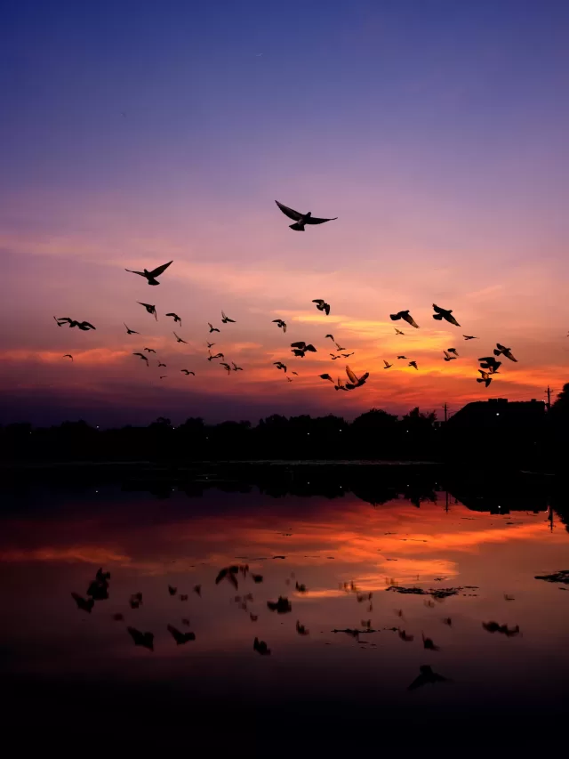 भारत का वो रहस्यमयी गांव जहां हर साल हजारों पक्षी ख़ुदकुशी करते हैं।