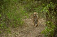 कॉर्बेट नेशनल पार्क पर्यटकों से खचाखच भरा, 15 फरवरी तक सभी बुकिंग फुल