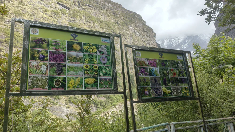 चमोली: फूलों की घाटी सैलानियों के लिए खुली, पहले दिन दिखा उत्साह 1 Valley of Flowers